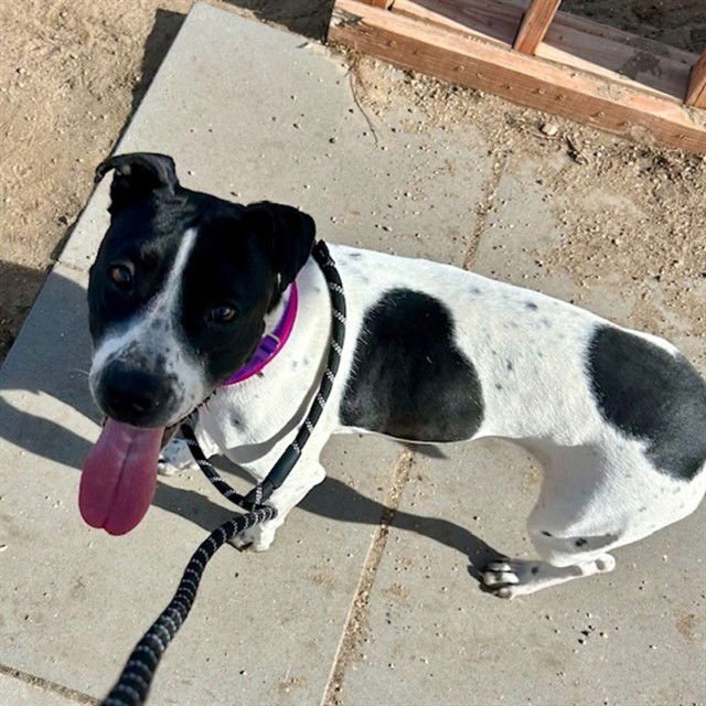 SHERRY - Pit Bull Terrier available for adoption