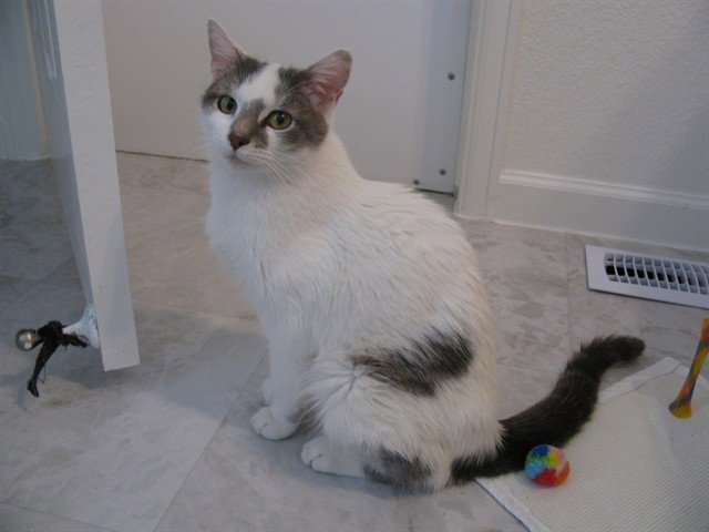 LADY ASTRID Image