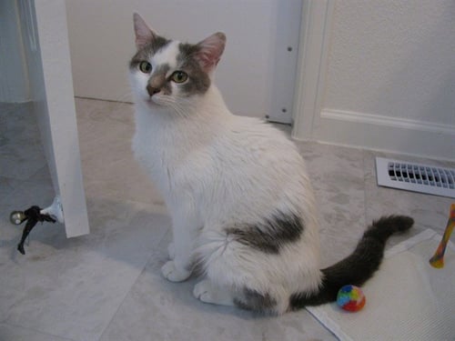 LADY ASTRID - Domestic Medium Hair available for adoption