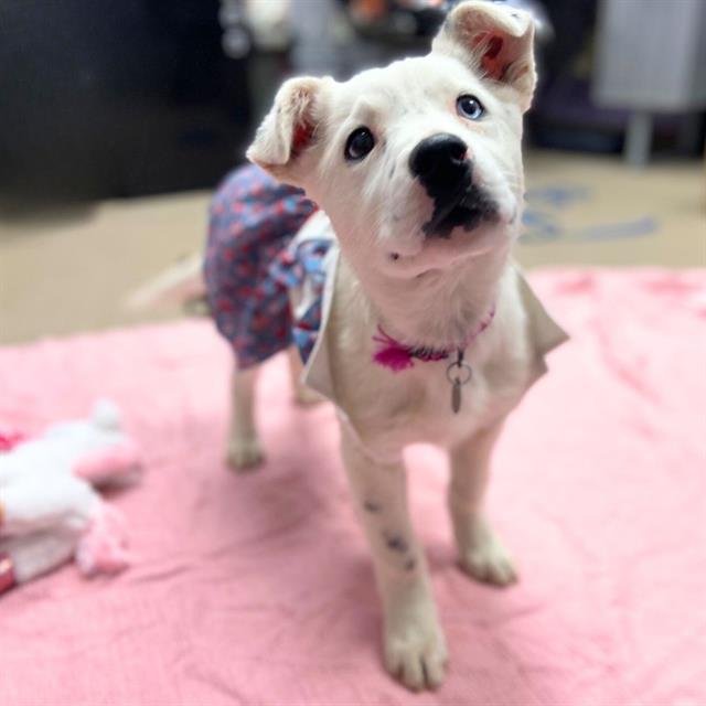 BELLA - Anatolian Shepherd available for adoption