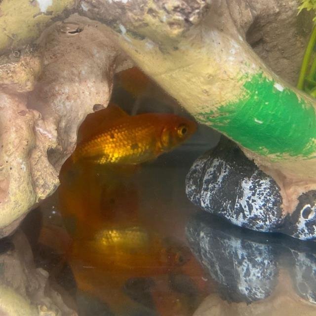 GUPPY GOLDBERG Image