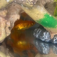 GUPPY GOLDBERG - Photo 1