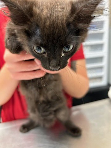 A251676 - Domestic Medium Hair available for adoption