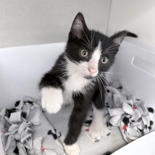 LONG JOHN SILVER - Domestic Short Hair available for adoption