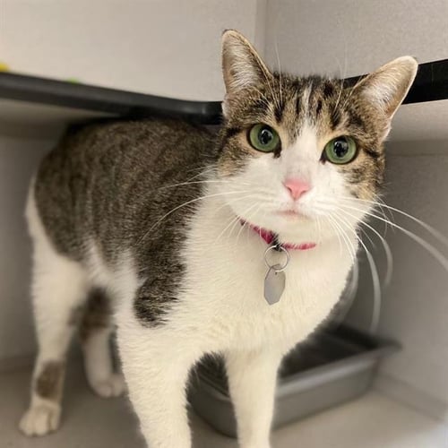 KIKI - Domestic Short Hair available for adoption