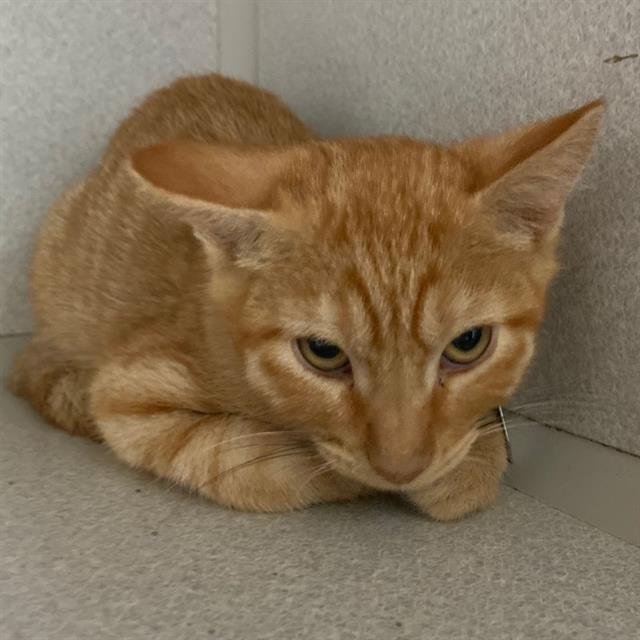 ORANGE JULIUS Image