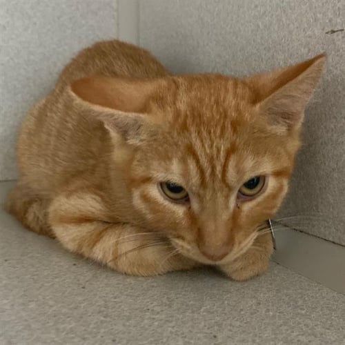 ORANGE JULIUS - Domestic Short Hair available for adoption