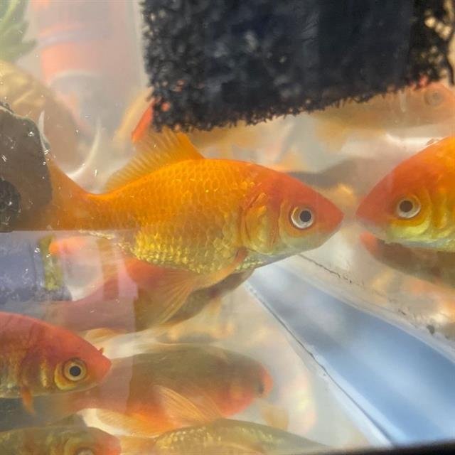 SWIMMY HENDRIX Image