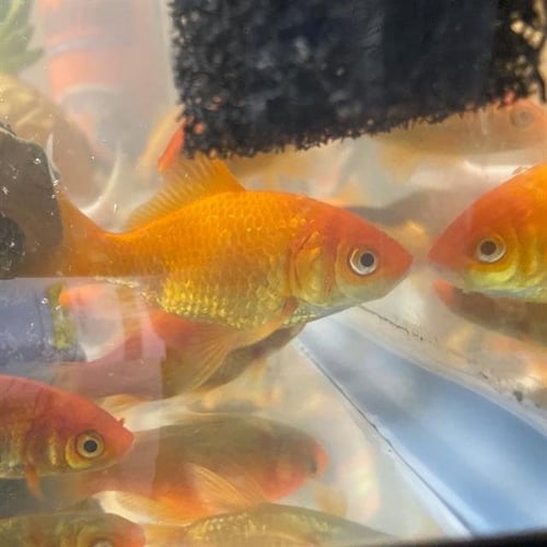 SWIMMY HENDRIX - Fish available for adoption