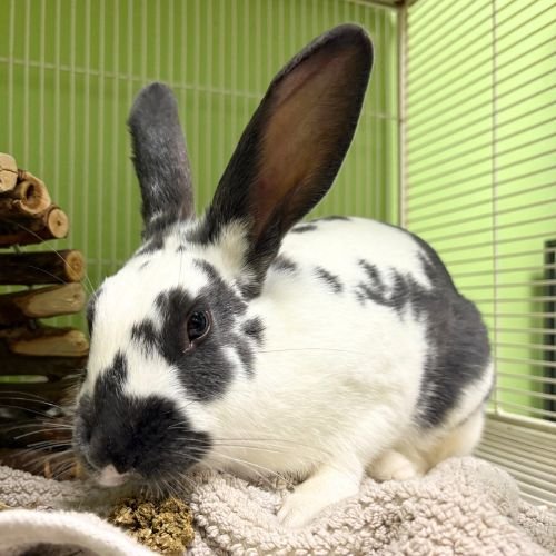JUDY HOPPS Image