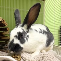 JUDY HOPPS - Photo 1