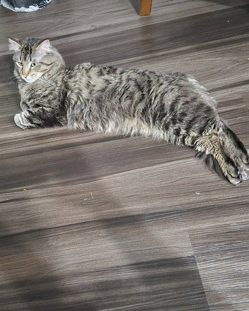 RUSSET POTATO - Domestic Medium Hair available for adoption