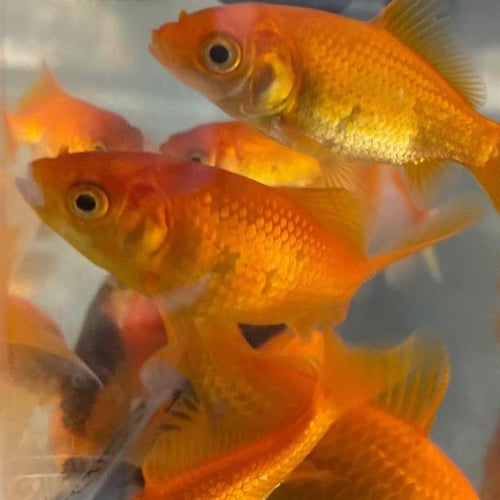 THE CODFATHER - Fish available for adoption