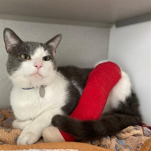 MARSH - Domestic Short Hair available for adoption