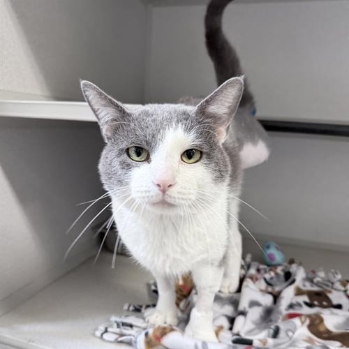 MARSH - Domestic Short Hair available for adoption