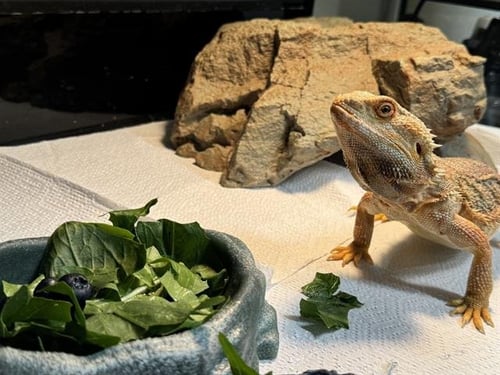 DOLLY PARTON - Lizard available for adoption