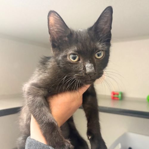 TOMORROW - Domestic Short Hair available for adoption