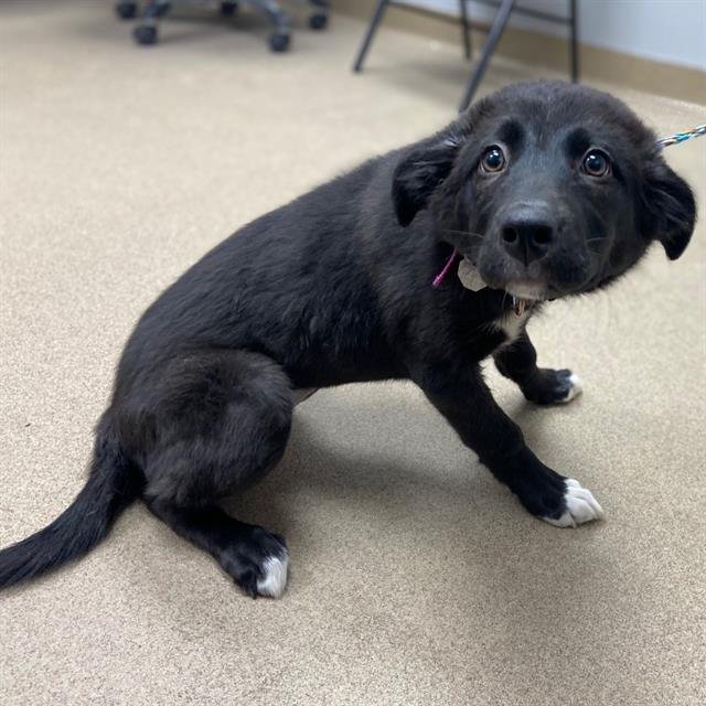 SALLY - Border Collie available for adoption