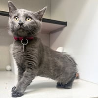 CURIOSITY - Photo 1
