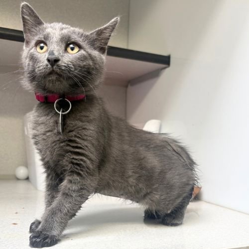 CURIOSITY - Domestic Short Hair available for adoption