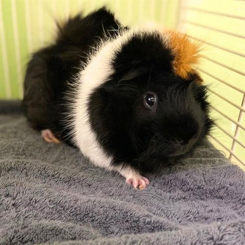 CHIP - Guinea Pig available for adoption
