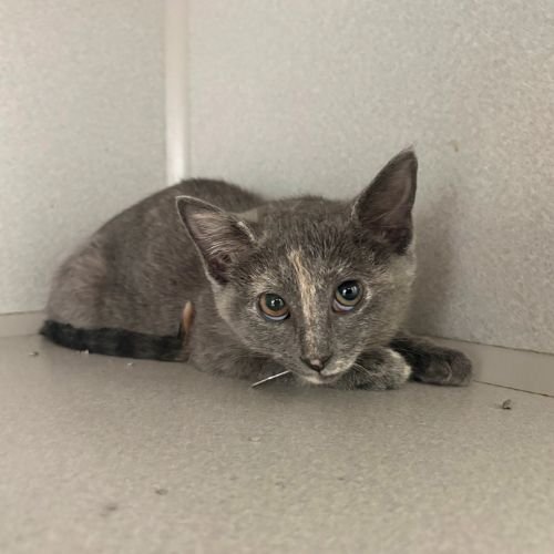 PANDORA - Domestic Short Hair available for adoption