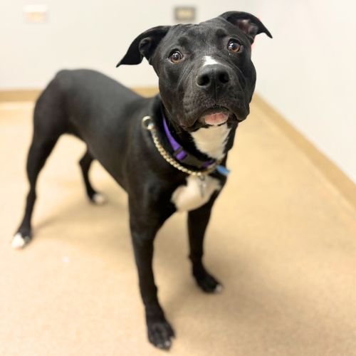 CHARLIE - Pit Bull Terrier available for adoption