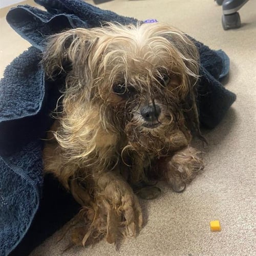SANSA - Lhasa Apso / Chihuahua available for adoption