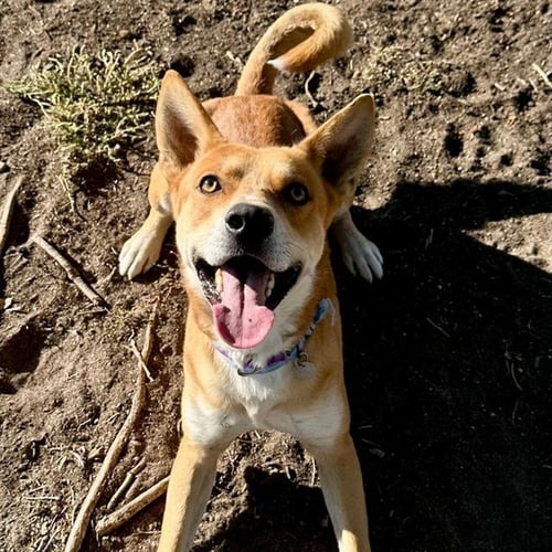 IGOR - Carolina Dog available for adoption