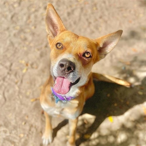 IGOR - Carolina Dog available for adoption