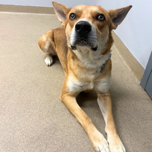 IGOR - Carolina Dog available for adoption