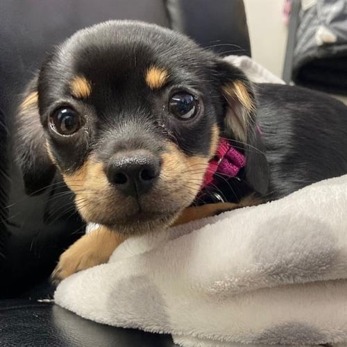 ELLARIA - Chihuahua available for adoption