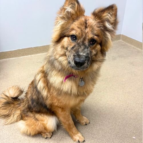 CARAMEL - Chow Chow / Australian Shepherd available for adoption