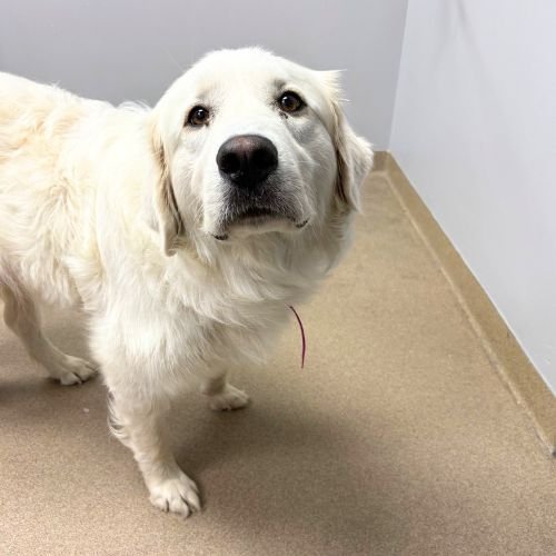 KIRA - Great Pyrenees available for adoption