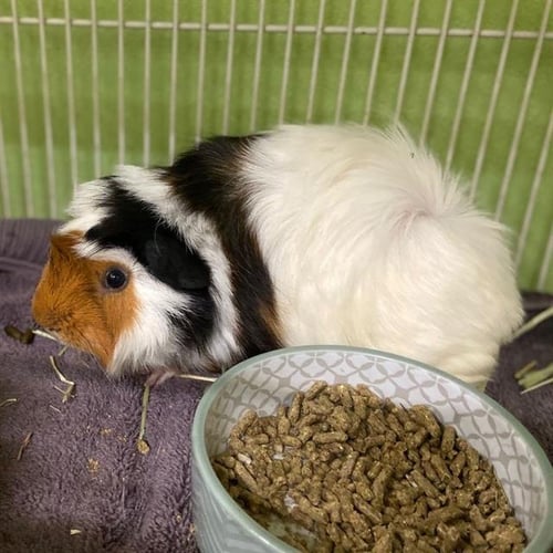 A251423 - Guinea Pig available for adoption