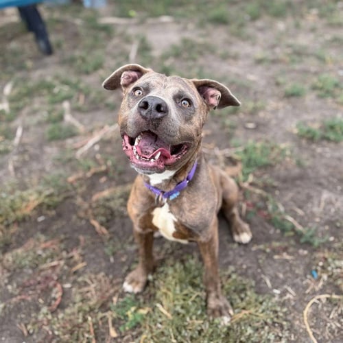 STANLEY - Pit Bull Terrier available for adoption