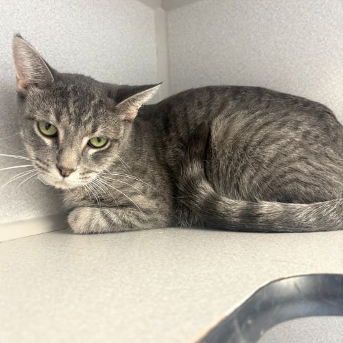 MISTY - Domestic Short Hair available for adoption
