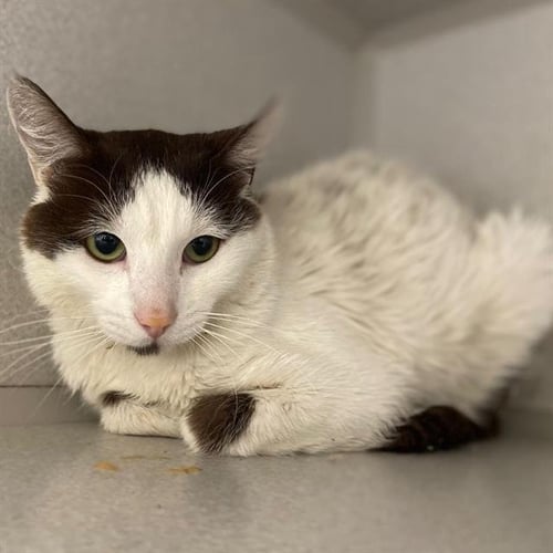 RICHARD - Domestic Short Hair available for adoption