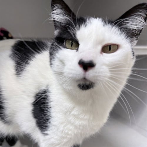 BAILEY - Domestic Short Hair available for adoption