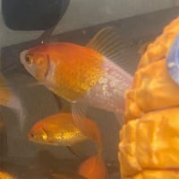 JAMES POND - Photo 1