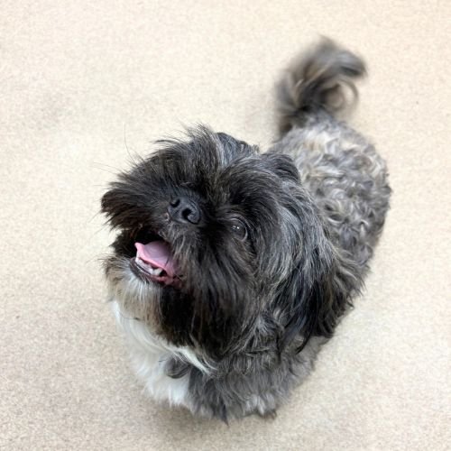 BOZZIE Image