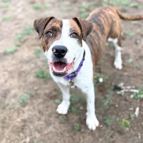 PHOEBE - Boxer available for adoption