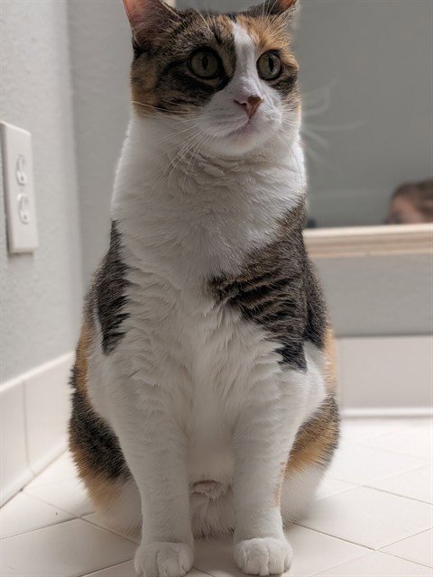 KIKI Image