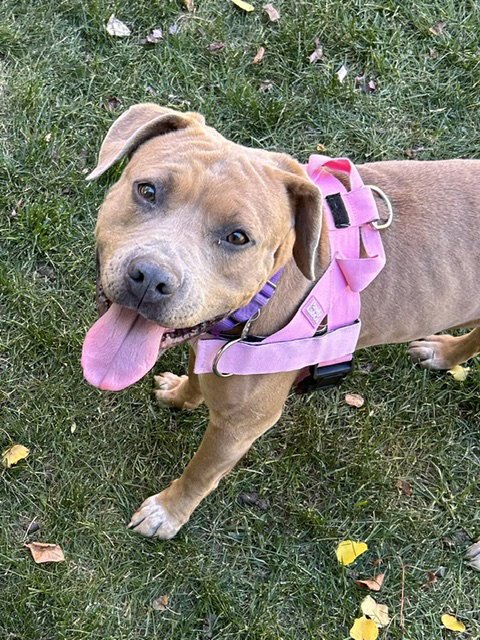 PANCAKE - American Staffordshire Terrier available for adoption