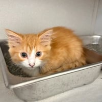 CHARLIE - Photo 1