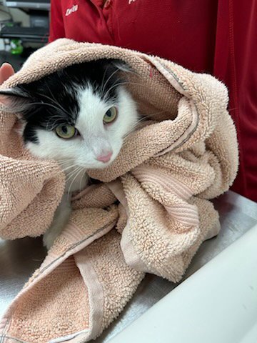 GHOST - Domestic Medium Hair available for adoption