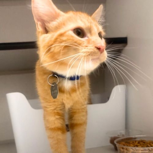 CIDER - Domestic Short Hair available for adoption