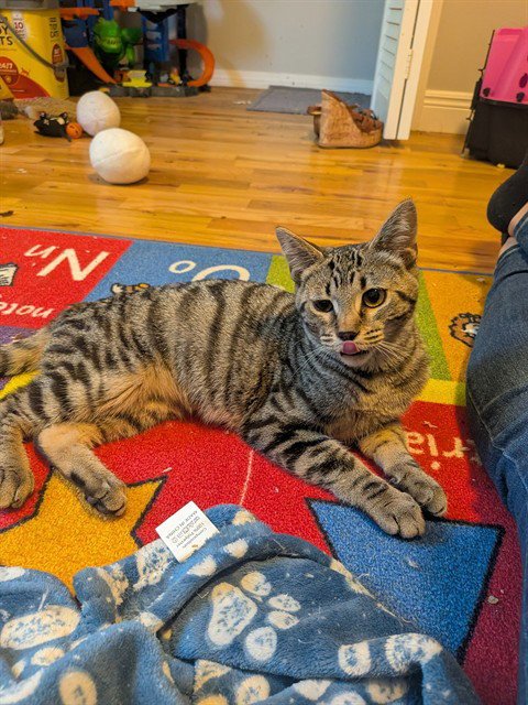SEASHELL - Domestic Short Hair available for adoption