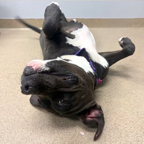 LADY - American Pit Bull Terrier available for adoption