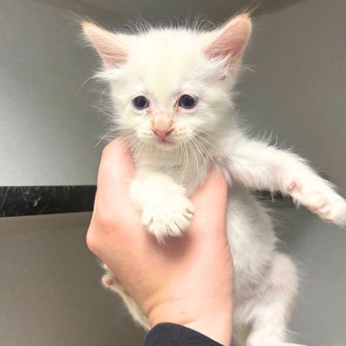ARTIE - Domestic Short Hair available for adoption